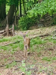 Odocoileus virginianus