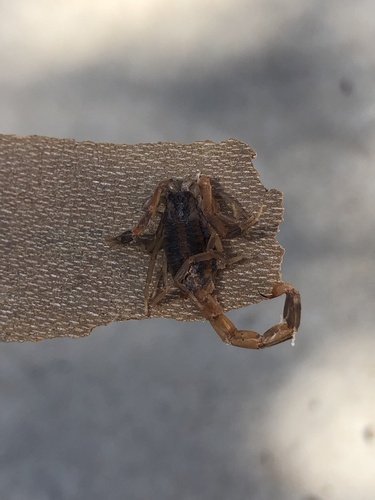 Striped Bark Scorpion