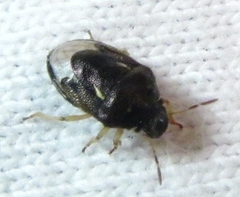 Neottiglossa cavifrons