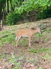 Odocoileus virginianus