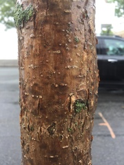 Chionanthus retusus