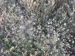 Cordylanthus rigidus setigerus