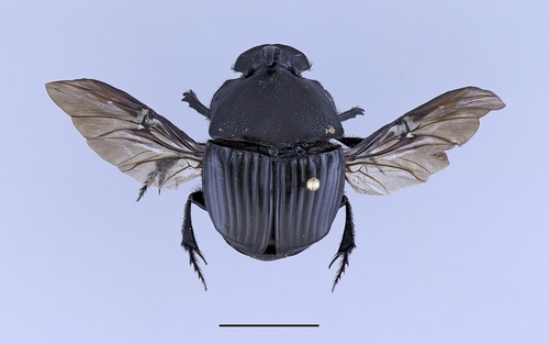 Phanaeus triangularis photo 2