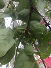 Chionanthus retusus