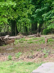 Odocoileus virginianus