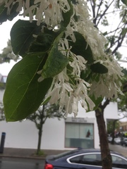 Chionanthus retusus