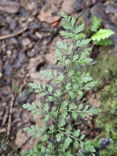 Asplenium hookerianum observed 2026-10-04