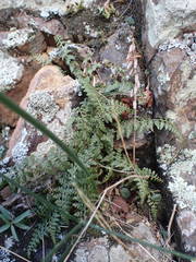 Asplenium foreziense