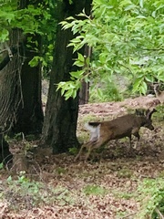 Odocoileus virginianus
