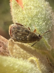Bean Weevil