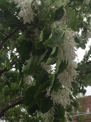 Chionanthus retusus