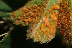 Trachyspora intrusa