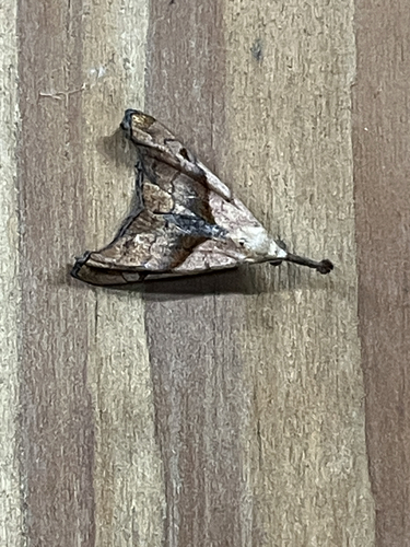 Dark-spotted Palthis Moth