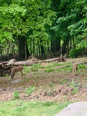 Odocoileus virginianus