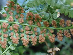 Asplenium foreziense