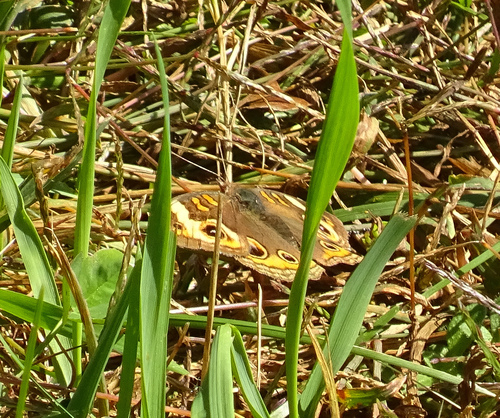 Common Buckeye