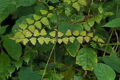 Lygodium polystachyum