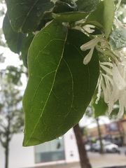 Chionanthus retusus