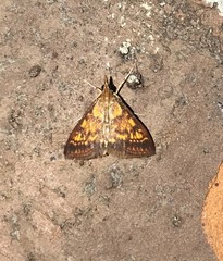 Pyrausta acrionalis