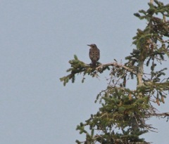 Turdus migratorius image