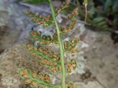 Asplenium foreziense