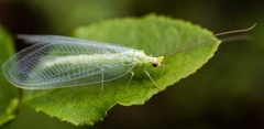 Nineta vittata