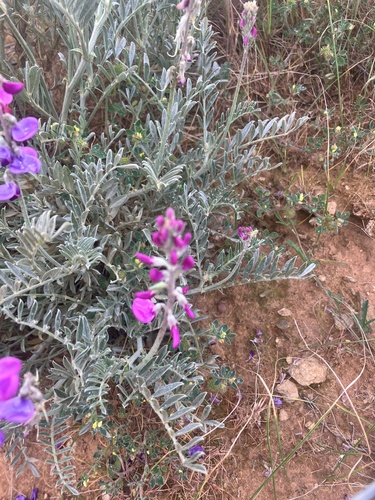 Swainsona tephrotricha