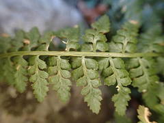 Asplenium foreziense