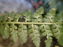 Asplenium foreziense