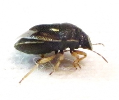 Neottiglossa cavifrons