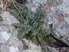 Asplenium foreziense