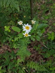 Tanacetum corymbosum