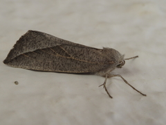 Compsoptera opacaria