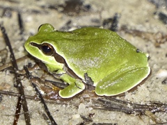 Hyla andersonii