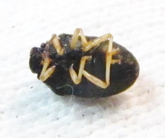 Neottiglossa cavifrons