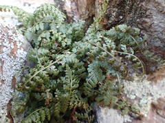 Asplenium foreziense