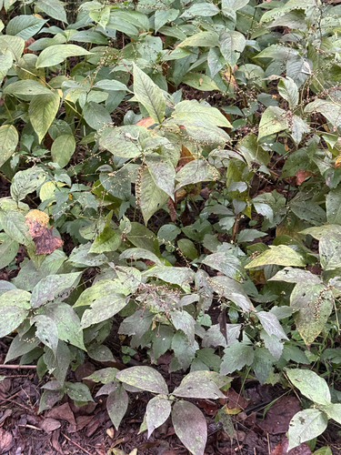 American jumpseed