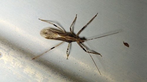 Repipta argentinensis