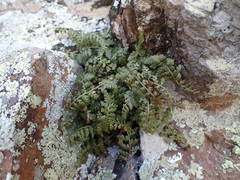 Asplenium foreziense