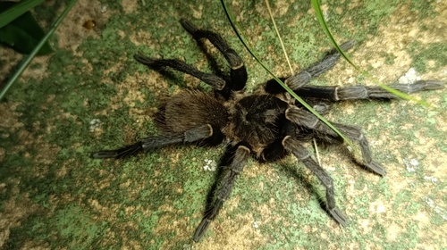 Brazilian Giant Black Tarantula