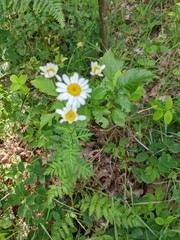 Tanacetum corymbosum