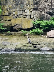 Ardea herodias
