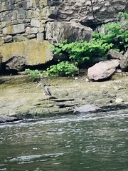 Ardea herodias