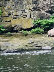 Ardea herodias