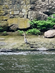 Ardea herodias