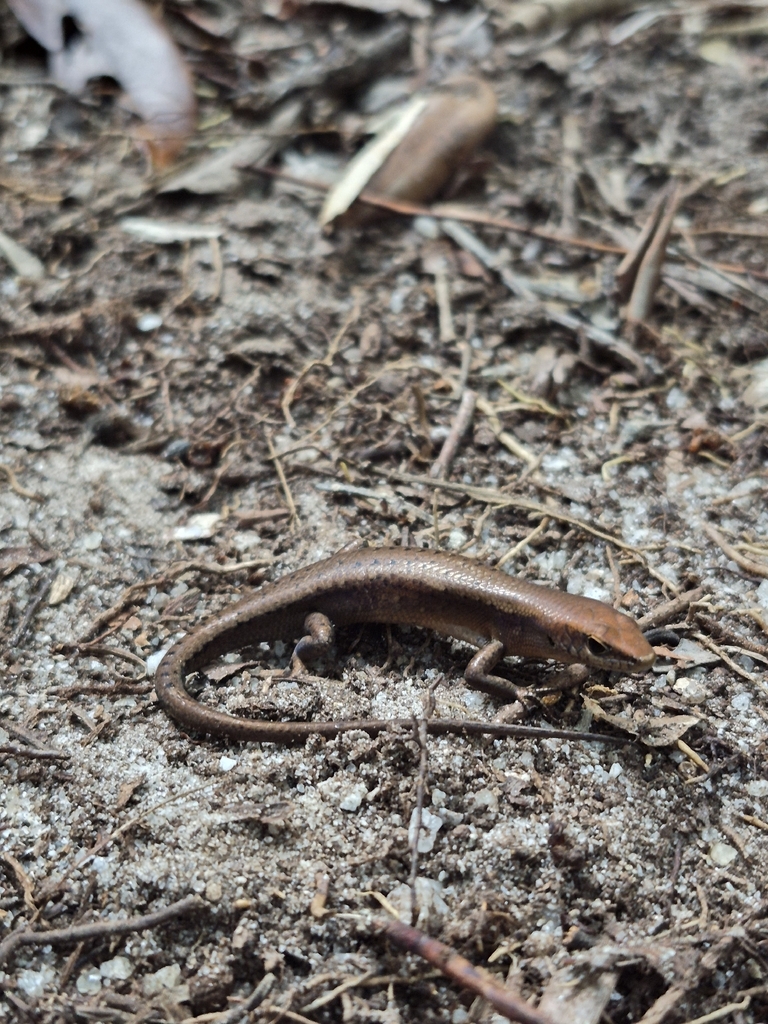Cape Melville Rainbow Skink