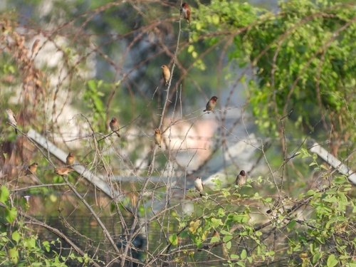 Scaly-breasted Munia