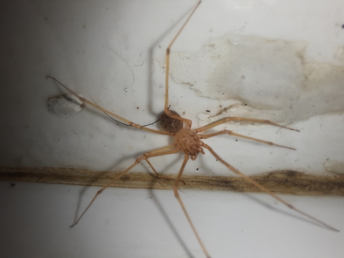 Scytodes univittata