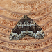 Water Carpet Moth - Photo (c) Nigel Voaden, some rights reserved (CC BY)
