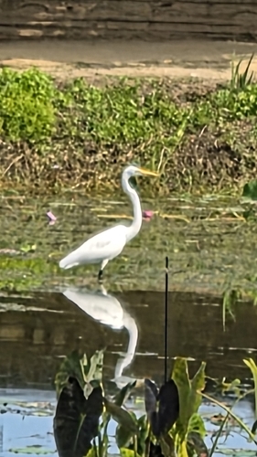 Great Egret